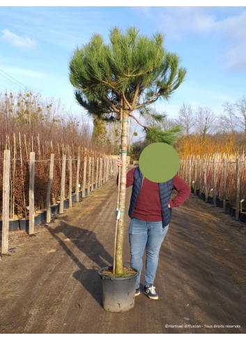 PINUS PINEA