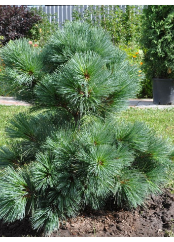 PINUS strobus RADIATA