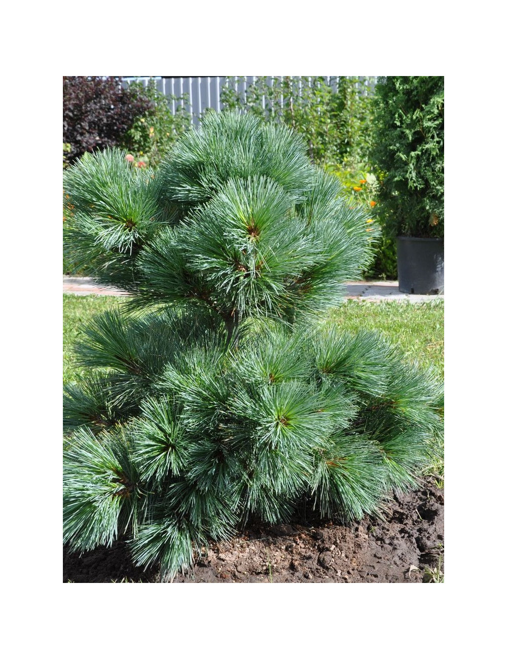 PINUS strobus RADIATA