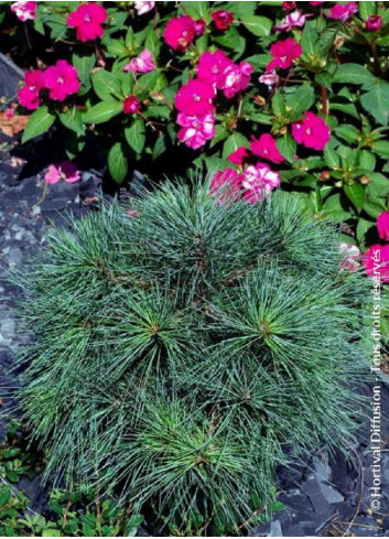 PINUS strobus RADIATA