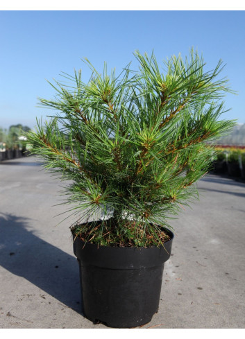 PINUS strobus RADIATA En pot de 4-5 litres