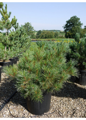 PINUS strobus RADIATA En pot de 25-30 litres