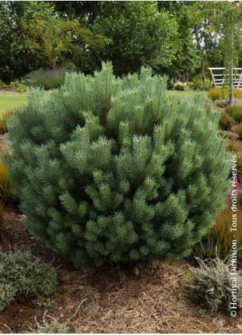 PINUS sylvestris WATERERI