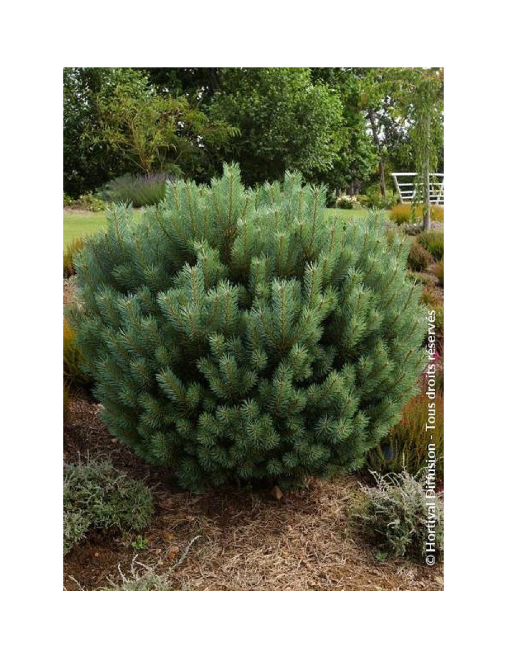 PINUS sylvestris WATERERI