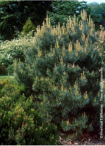 PINUS sylvestris WATERERI