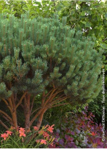 PINUS sylvestris WATERERI