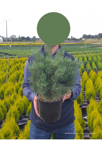 PINUS sylvestris WATERERI En pot de 4-5 litres