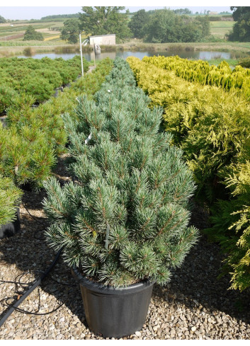 PINUS sylvestris WATERERI En pot de 25-30 litres