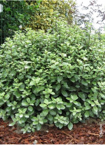 PITTOSPORUM tenuifolium GOLF BALL