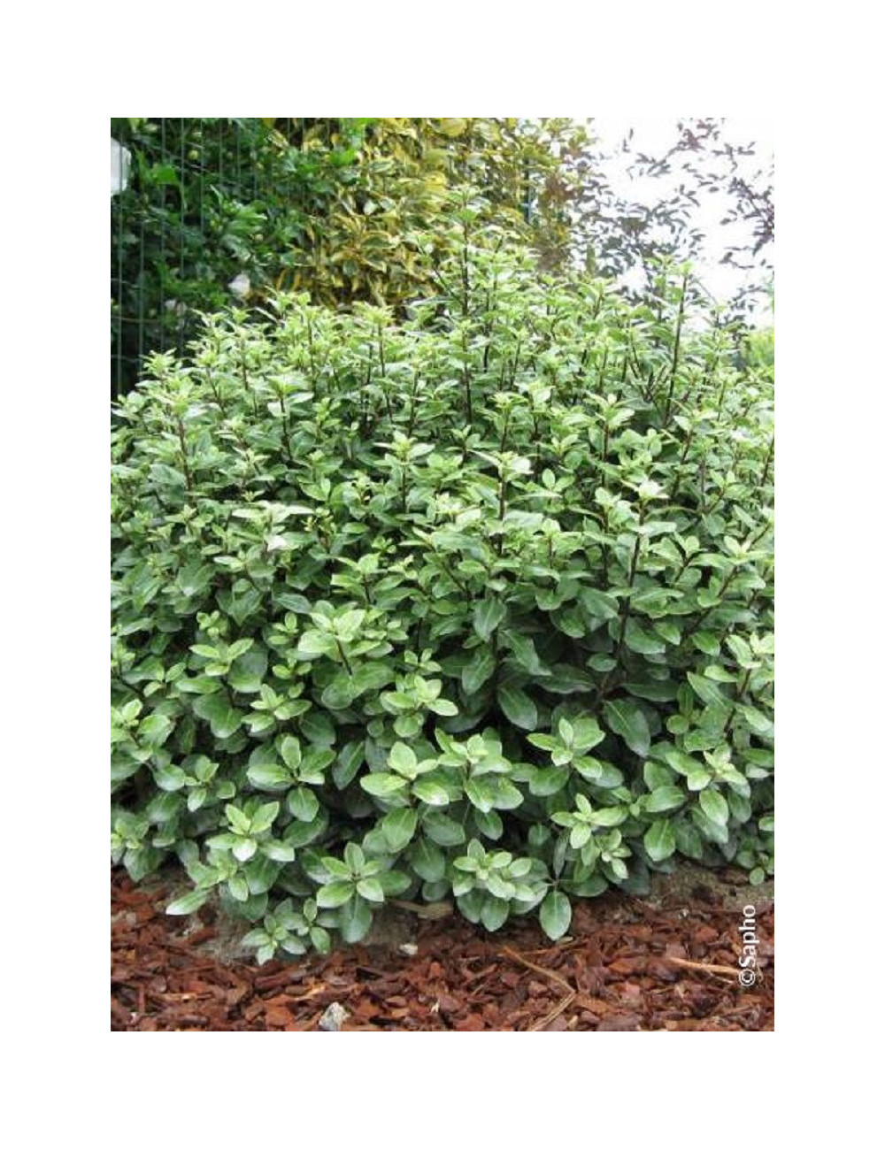 PITTOSPORUM tenuifolium GOLF BALL