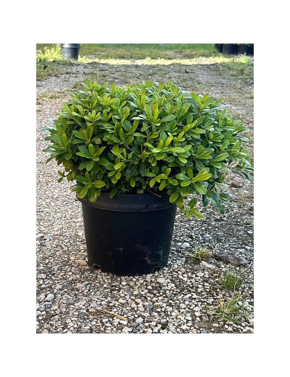 PITTOSPORUM tobira NANA En pot de 10-12 litres