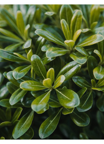 PITTOSPORUM tobira NANA