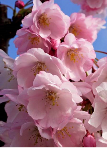 PRUNUS ACCOLADE