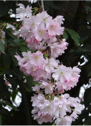 PRUNUS ACCOLADE