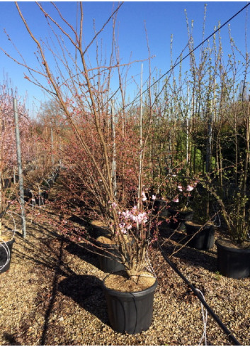 PRUNUS ACCOLADE En pot de 35-50 litres