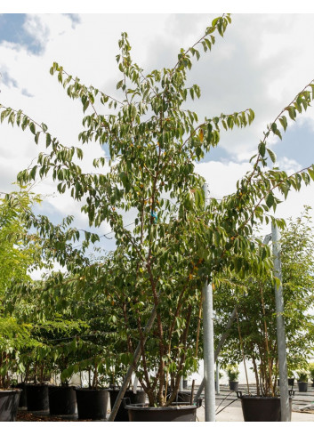 PRUNUS ACCOLADE En pot de 70-90 litres forme cépée