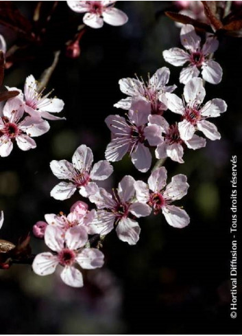 PRUNUS cerasifera ATROPURPUREA