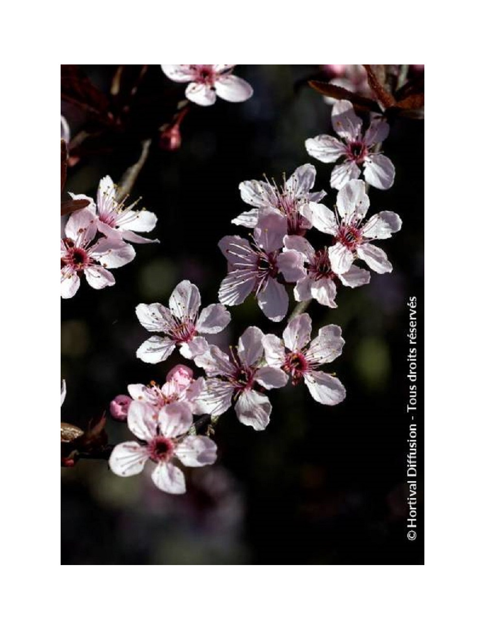 PRUNUS cerasifera ATROPURPUREA