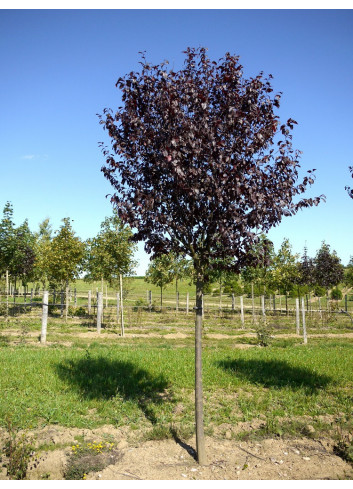 PRUNUS cerasifera ATROPURPUREA