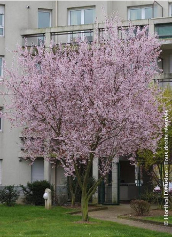 PRUNUS cerasifera ATROPURPUREA