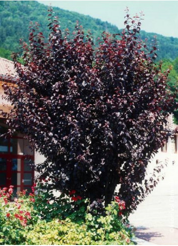 PRUNUS cerasifera ATROPURPUREA