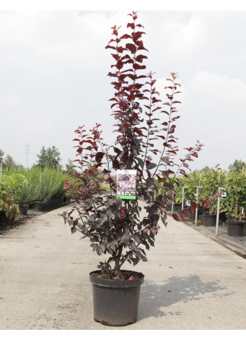 PRUNUS cerasifera ATROPURPUREA En pot de 10-12 litres