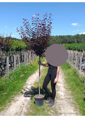 PRUNUS cerasifera ATROPURPUREA En pot de 10-12 litres forme tige hauteur du tronc 110-130 cm