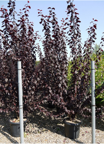 PRUNUS cerasifera ATROPURPUREA En pot de 25-30 litres