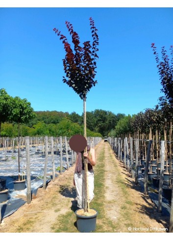 PRUNUS cerasifera ATROPURPUREA En pot de 25-30 litres forme tige hauteur du tronc 180-200 cm