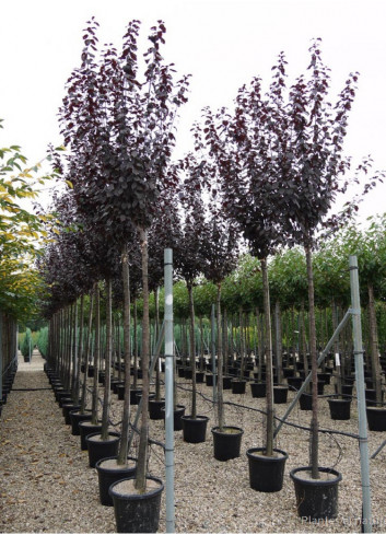 PRUNUS cerasifera ATROPURPUREA En pot de 35-50 litres forme tige hauteur du tronc 180-200 cm