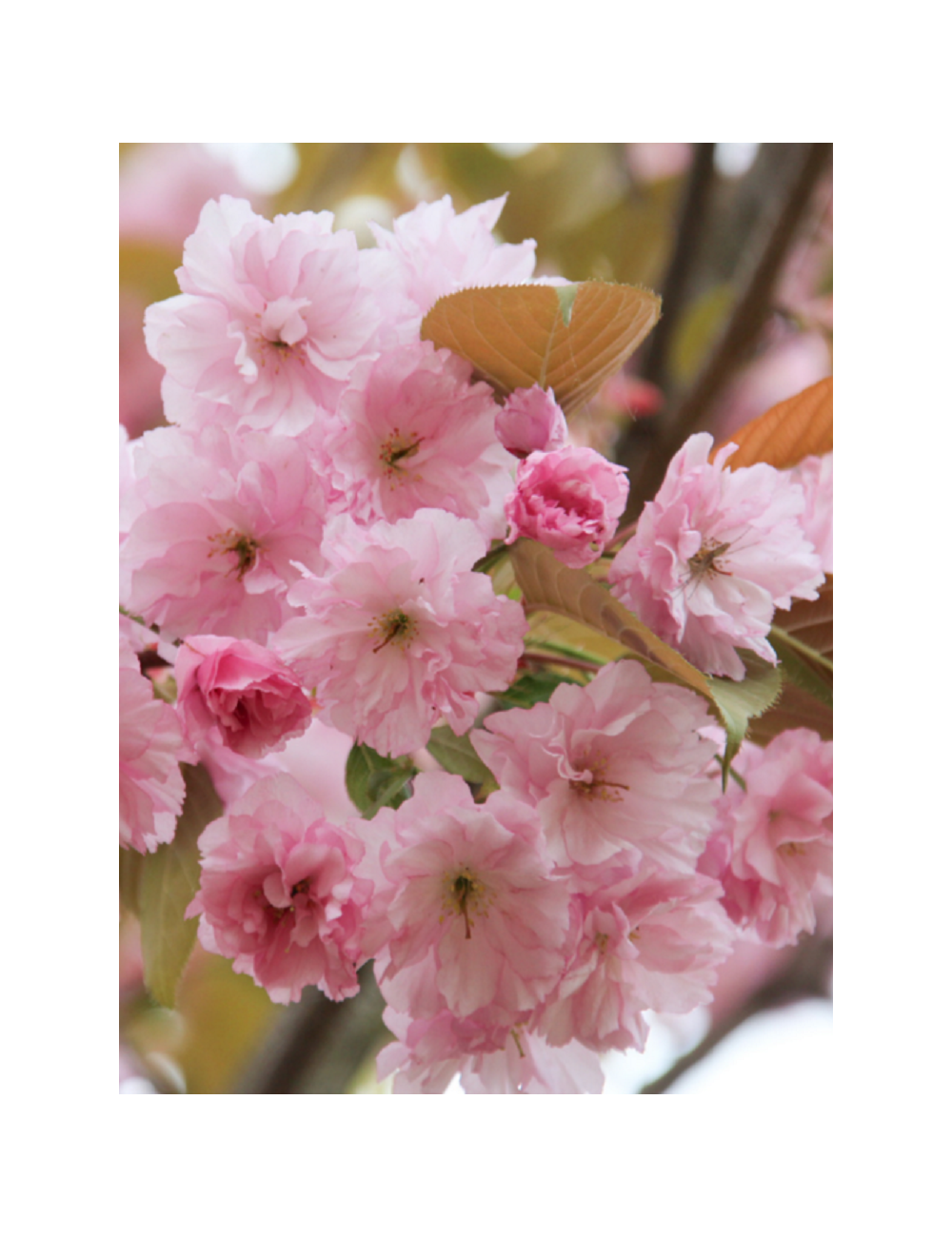 PRUNUS serrulata KANZAN