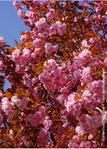 PRUNUS serrulata KANZAN