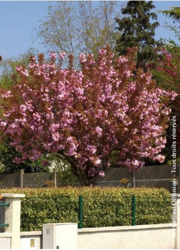 PRUNUS serrulata KANZAN