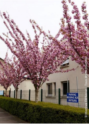 PRUNUS serrulata KANZAN