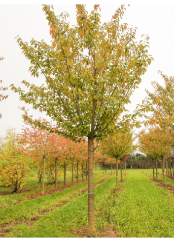 PRUNUS serrulata KANZAN