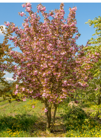 PRUNUS serrulata KANZAN