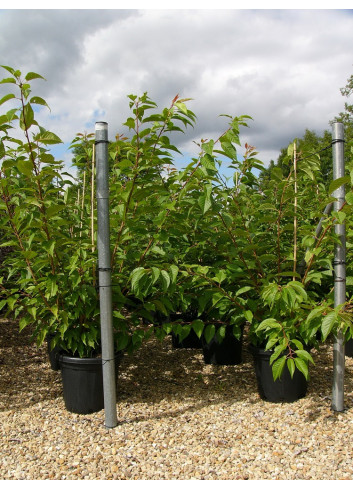 PRUNUS serrulata KANZAN En pot de 25-30 litres