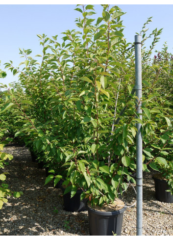 PRUNUS serrulata KANZAN En pot de 35-50 litres