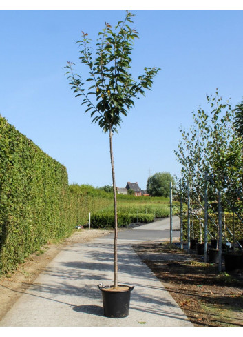 PRUNUS serrulata KANZAN En pot de 35-50 litres forme tige hauteur du tronc 180-200 cm