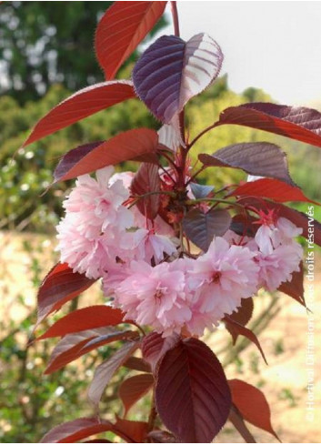 PRUNUS serrulata ROYAL BURGUNDY