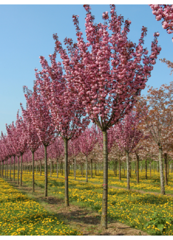 PRUNUS serrulata ROYAL BURGUNDY