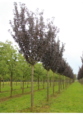 PRUNUS serrulata ROYAL BURGUNDY