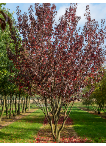 PRUNUS serrulata ROYAL BURGUNDY