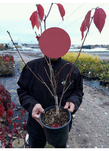 PRUNUS serrulata ROYAL BURGUNDY En pot de 4-5 litres