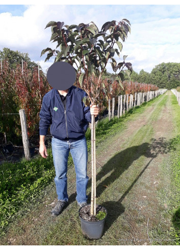 PRUNUS serrulata ROYAL BURGUNDY En pot de 10-12 litres forme tige hauteur du tronc 110-130 cm