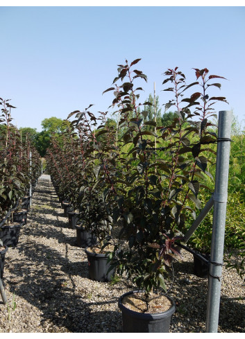 PRUNUS serrulata ROYAL BURGUNDY En pot de 15-20 litres