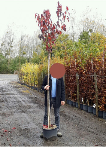 PRUNUS serrulata ROYAL BURGUNDY En pot 25-30 litres forme tige hauteur du tronc 180-200 cm