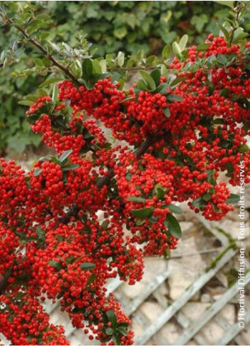 PYRACANTHA SAPHYR ROUGE