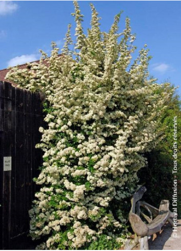 PYRACANTHA SAPHYR ROUGE