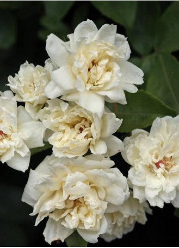 ROSA banksiae ALBA PLENA